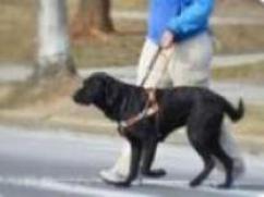 Guide dog guiding a man across the street.